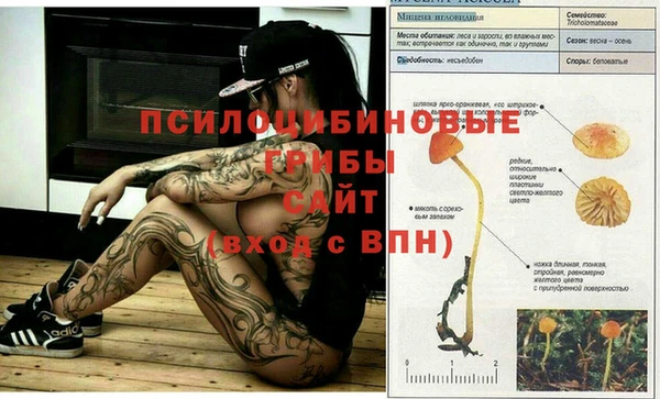 амф Богданович
